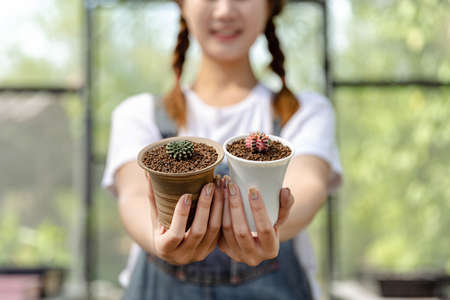 Female gardener concept a gardening girl comparing the differences of two cactuses in the glass house.の写真素材