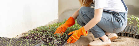 Female gardener concept a smiling young female greenskeeper taking care of the plant seedlings grown in the plastic nursery pots in the greenhouse.の写真素材