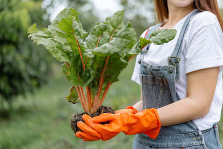 Female gardener concept a young female gardener using two hands to hold the plant in healthy looking after uprooting from the vegetable bed.の写真素材