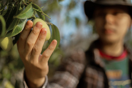 Gardening concept a male gardener looking at a fruit checking size, color, and quality before harvest season.の写真素材