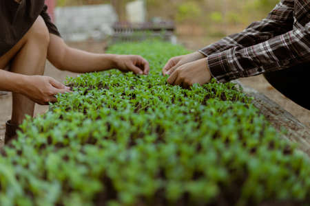 Gardening concept a farmer culling the green seedlings before removing them from pots to growing in...