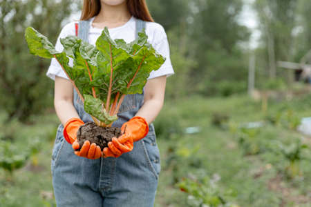 Female gardener concept a female teenage gardener uprooting the big vegetable with the soil in the...