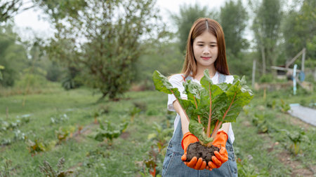Female gardener concept a female teenage gardener uprooting the big vegetable with the soil in the harvesting season in the vegetable plot.の写真素材