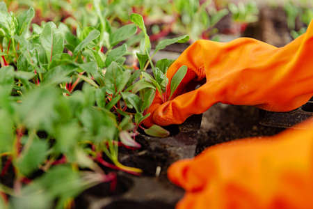 Female gardener concept a smiling young female greenskeeper taking care of the plant seedlings grown in the plastic nursery pots in the greenhouse.の写真素材
