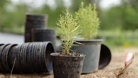 Female gardener concept two green herbs in the black plastic pots placing on the ground with other...