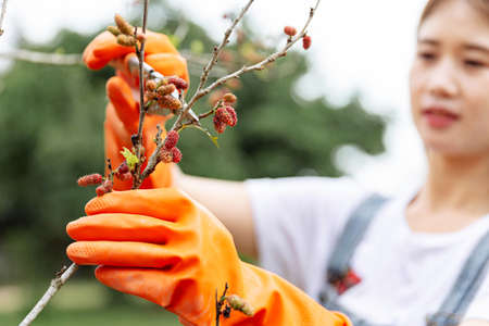Female gardener concept a branch of the mulberry tree being cut with pruning scissors by a greenskeeper in order to shape the form of the whole tree.の写真素材