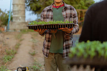 Gardening concept several green plants repotted to bigger-sized spaces to allow the plants to grow larger.の写真素材