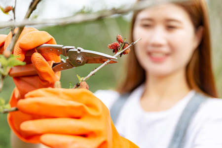 Female gardener concept a branch of the mulberry tree being cut with pruning scissors by a greenskeeper in order to shape the form of the whole tree.の写真素材