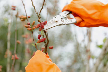 Female gardener concept a branch of the mulberry tree being cut with pruning scissors by a...