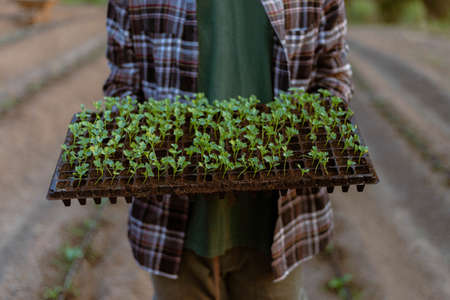 Gardening concept several green plants repotted to bigger-sized spaces to allow the plants to grow larger.の写真素材
