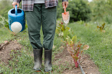 Female gardener concept a gardener holding the blue watering can and metal shovel standing among...