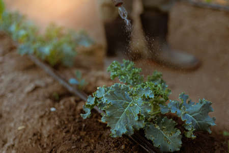 Gardening concept a young male farmer spraying a chemical pesticide for preventing the crops from...