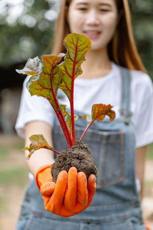 Female gardener concept a young female gardener using a hand to hold the plant in healthy looking after uprooting from the vegetable bed.の写真素材