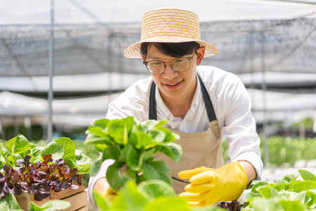 Hydroponic vegetable concept, Young Asian man picking fresh salad in hydroponic farm.