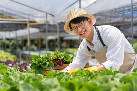 Hydroponic vegetable concept, Young Asian man picking fresh salad in hydroponic farm.