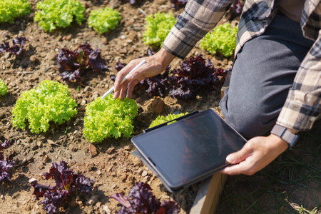 Male gardener holding tablet and caring vegetable to checking growth lettuce in home garden.の素材