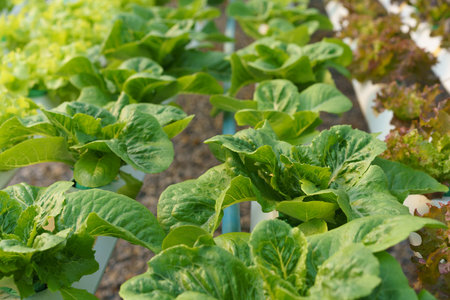 Several of salad vegetables produce and growing without soil in greenhouse of hydroponics farm.