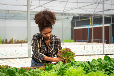 African american women examining quality and growth of salad vegetable in hydroponics greenhouse.