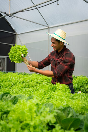 African american man examining quality and growth of salad vegetables in hydroponics greenhouse.の写真素材