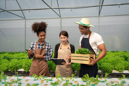 African american group checking order and harvesting vegetables into box in hydroponics greenhouse.の写真素材