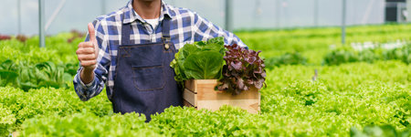 Male gardener showing thumb up and holding wood box of fresh salad hydroponic in hydroponics garden.の写真素材