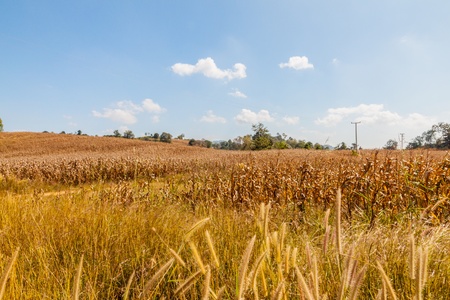 field of dryの写真素材