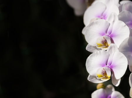 flora and floraの写真素材