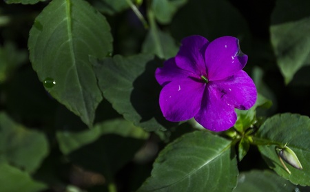 purple flower among green leavesの写真素材