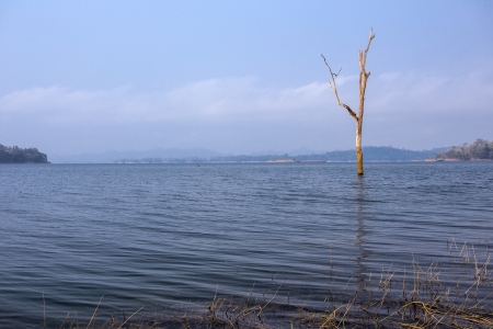 dead tree  stand alone in the lakeの写真素材