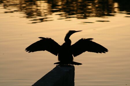 Anhinga Silhouetteの写真素材