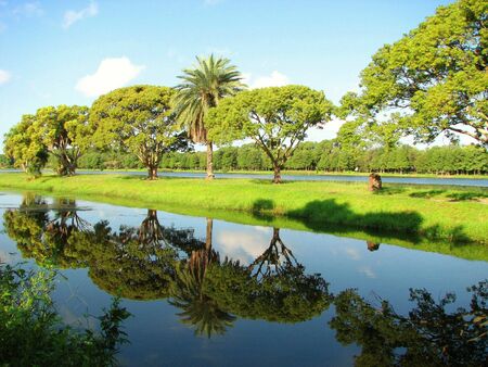 Tree Reflections In The Park