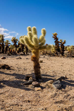 Joshua Tree