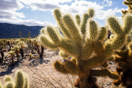 Joshua Treeの写真素材