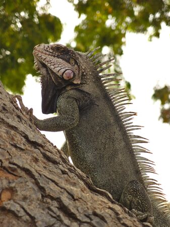 iguana in the tree 3の写真素材