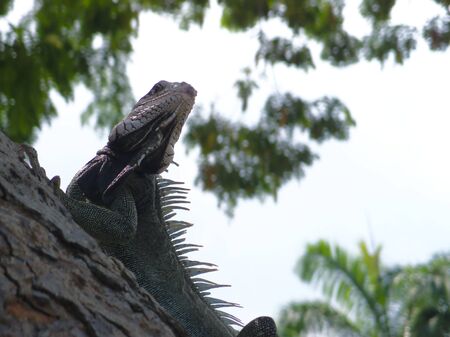 iguana in the tree 2の写真素材