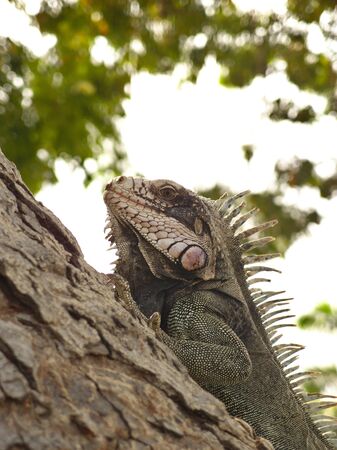 iguana in the tree 1の写真素材