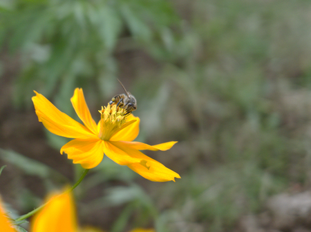 beautiful beeの写真素材