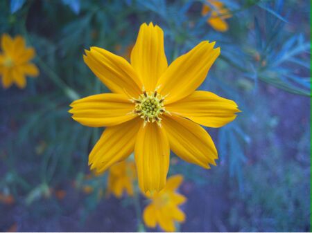 yellow flowerの写真素材