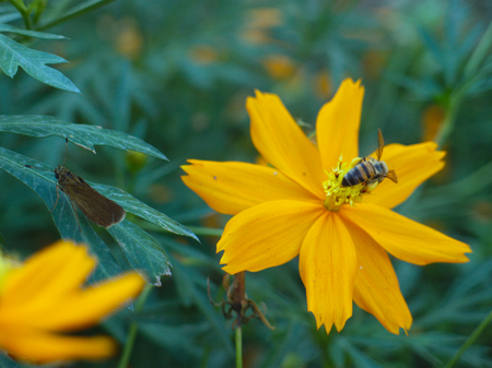 the bee and the butterflyの写真素材