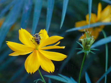 the bee and the flowerの写真素材