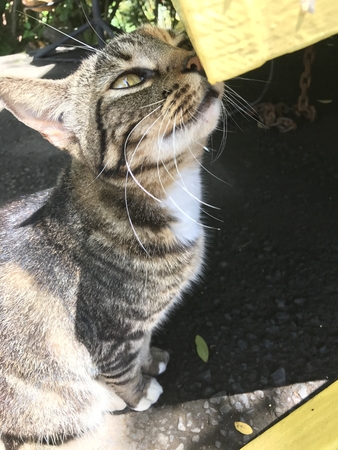 Cat Wants Attentionの写真素材