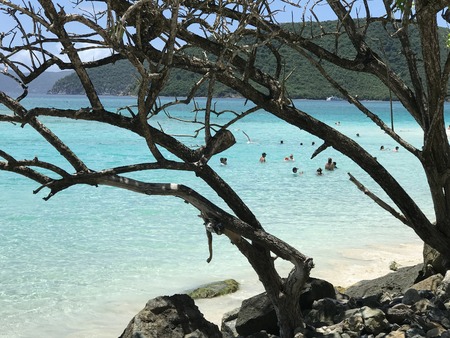 Trees By the Beachの写真素材