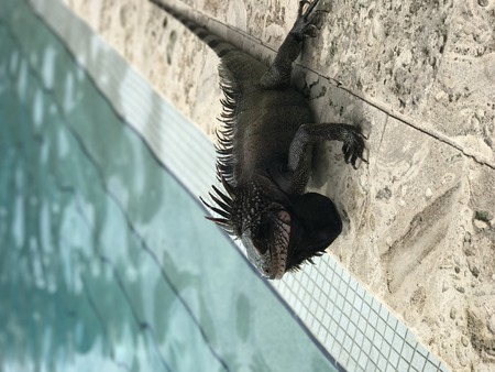 Lizard By the Poolの写真素材