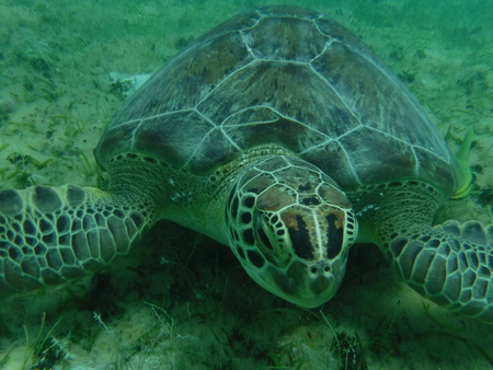 Sea Turtle In the Caribbeanの写真素材