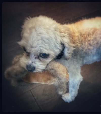 Dog With Her Toyの写真素材