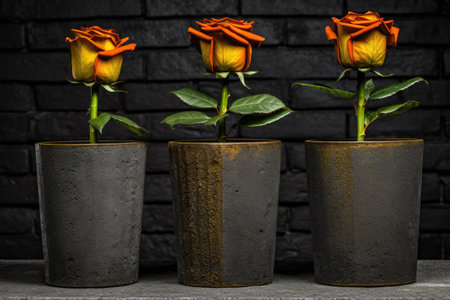 Three orange roses in a vase on a black brick wall backgroundの素材