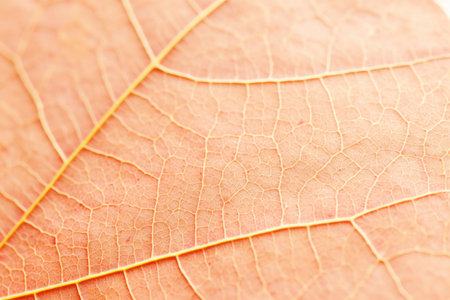 Close up of autumn leaf texture. Macro shot with shallow DOF.の素材