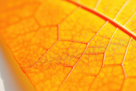 Macro shot of a beautiful orange autumn leaf with veins, close upの素材