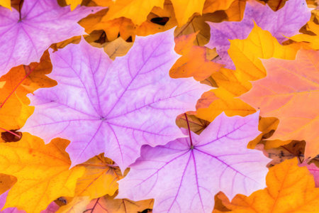 Fallen autumn maple leaves background. Colorful autumn leaves background.の素材