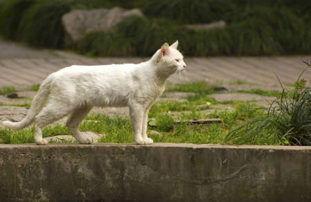 White cat on the prowl の写真素材